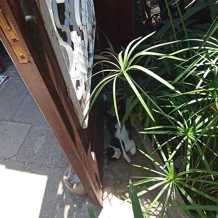 Konukevi Cunda Zehra Teyzenin Evi Ayvalı