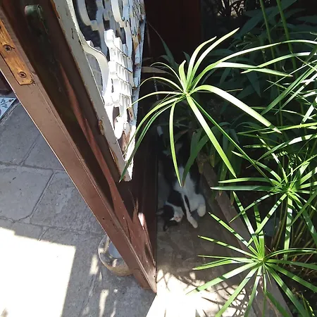 Cunda Zehra Teyzenin Evi 3* Ayvalı